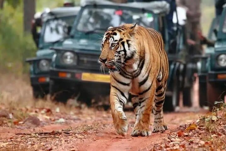 Wild Tigers & Forts: Private Ranthambore Safari from Jaipur photo 3