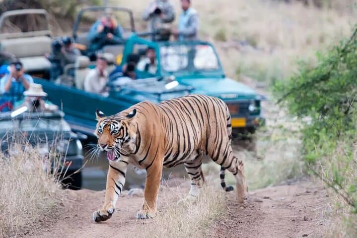 Wild Tigers & Forts: Private Ranthambore Safari from Jaipur photo 4