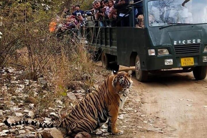 Wild Tigers & Forts: Private Ranthambore Safari from Jaipur photo 6