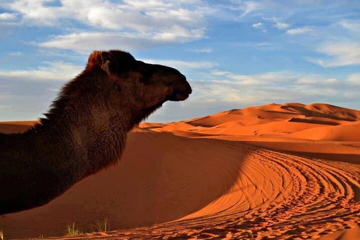 Merzouga Camel Trek: Luxury Overnight in Erg Chebbi with Sandboarding & Dinner