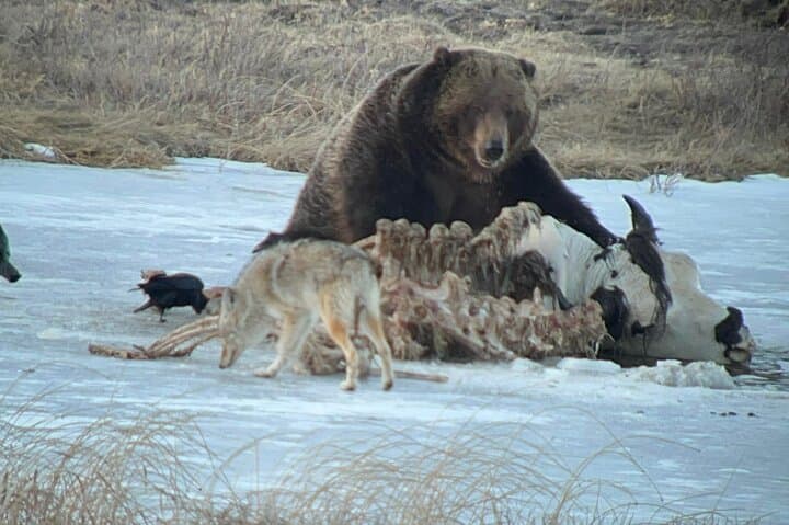 Private Yellowstone Winter Wildlife Safari: Morning Wolf-Viewing from Gardiner photo 5