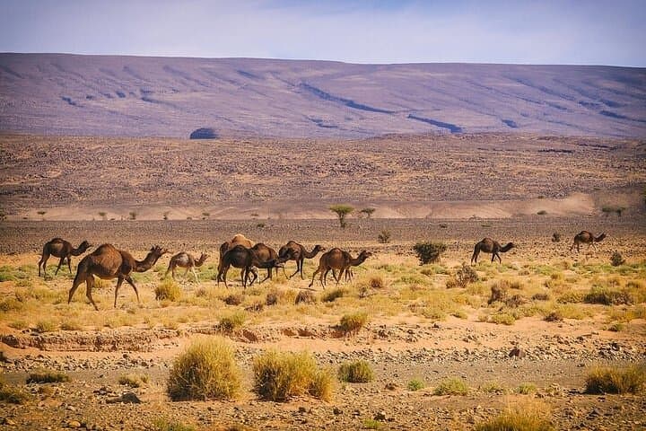 Three-Day Marrakech to Erg Chegaga: Camel Rides, Dunes & Desert Camps photo 3