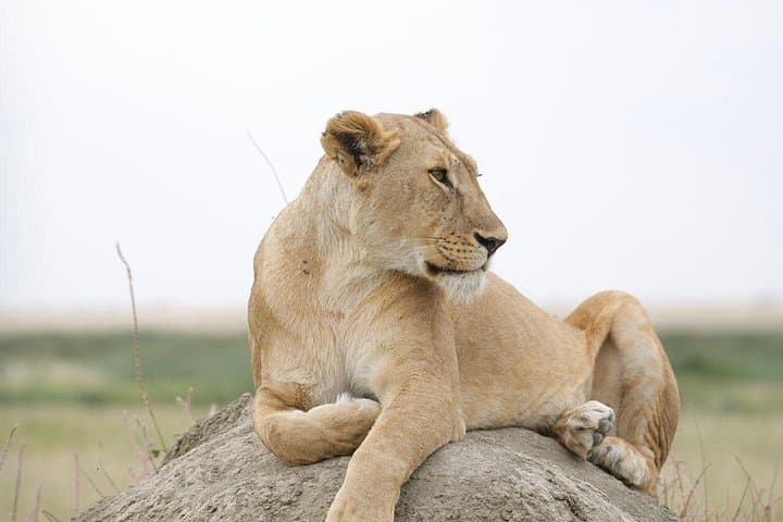 Day Safari in Tarangire National Park: Elephants, Baobabs & Birding from Arusha photo 4