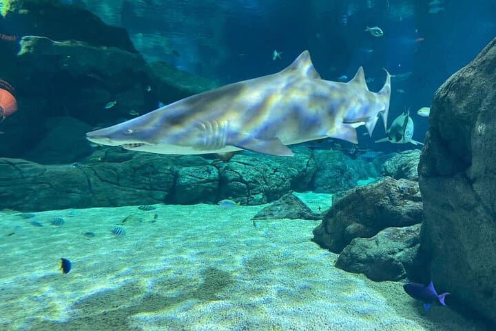 Snorkeling with Giant Turtles and Port Louis: Turtle Encounters, Aquarium & Market Tour