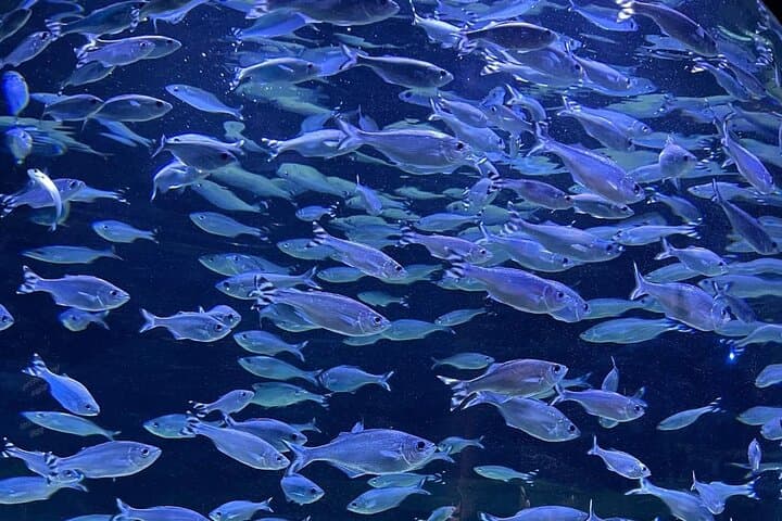 Snorkeling with Giant Turtles and Port Louis: Turtle Encounters, Aquarium & Market Tour photo 5