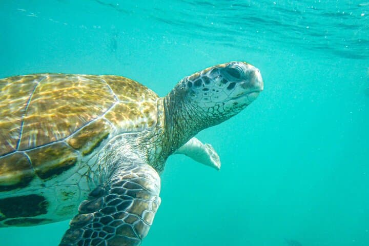 Snorkeling with Giant Turtles and Port Louis: Turtle Encounters, Aquarium & Market Tour photo 2