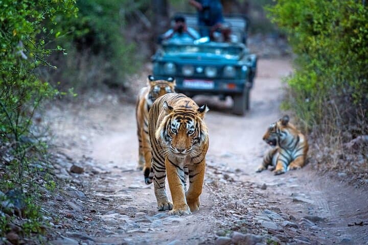 Golden Triangle & Ranthambore: 7-Day India Cultural and Wildlife Circuit photo 3