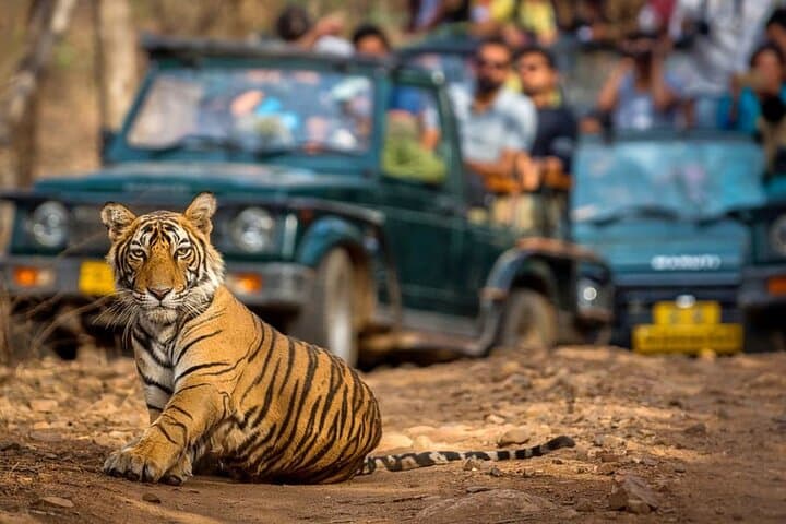Golden Triangle & Ranthambore: 7-Day India Cultural and Wildlife Circuit photo 4