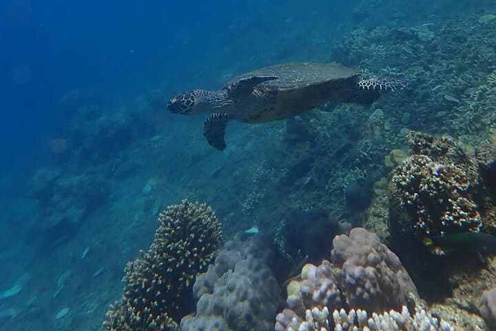 Snorkel San Luis: Day Trip from Manila to Batangas Coral Gardens photo 2