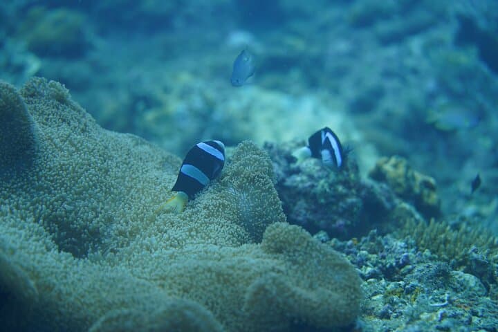Snorkel San Luis: Day Trip from Manila to Batangas Coral Gardens photo 3