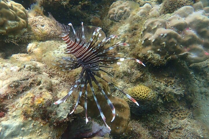 Snorkel San Luis: Day Trip from Manila to Batangas Coral Gardens photo 5