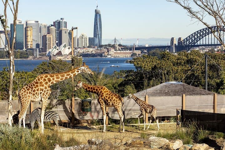 Taronga Zoo & Sydney Harbour Ferry: Complete Visitor Guide