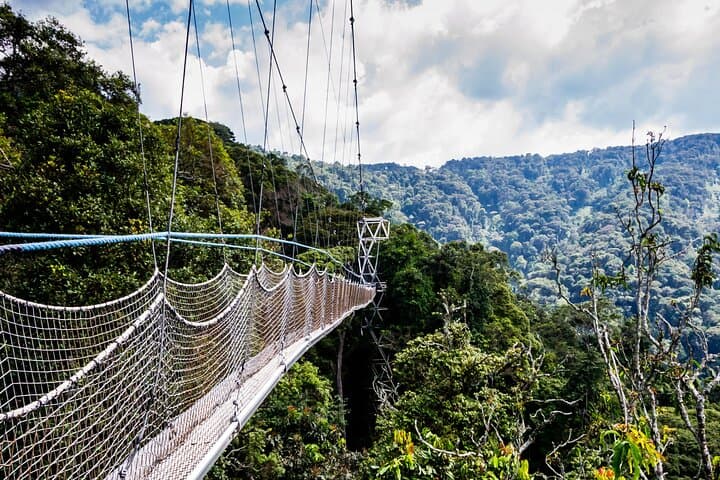 3-Day Nyungwe Chimpanzee Trek & Canopy Walk — Rwanda Rainforest Safari photo 2