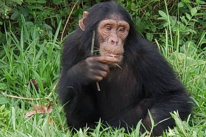 3-Day Nyungwe Chimpanzee Trek & Canopy Walk — Rwanda Rainforest Safari photo 3