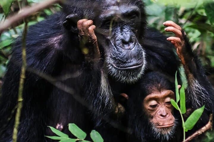 3-Day Nyungwe Chimpanzee Trek & Canopy Walk — Rwanda Rainforest Safari photo 5