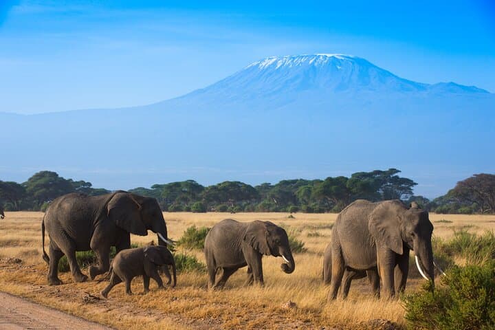 3-Day Amboseli Safari from Nairobi: Budget Wildlife Tour with Kilimanjaro Views photo 2