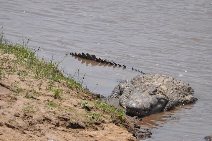 Two-Day Kenya Safari: Lake Nakuru Wildlife Adventure from Nairobi photo 2