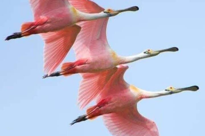 Two-Day Kenya Safari: Lake Nakuru Wildlife Adventure from Nairobi photo 3