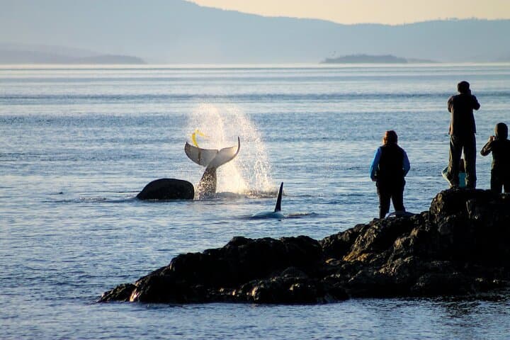Big Sur Audio Driving Tour: Santa Maria to Monterey Road-Trip Guide photo 4