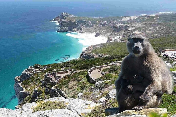 Cape Point, Table Mountain & Cape of Good Hope: Full-Day Scenic Tour from Cape Town photo 3