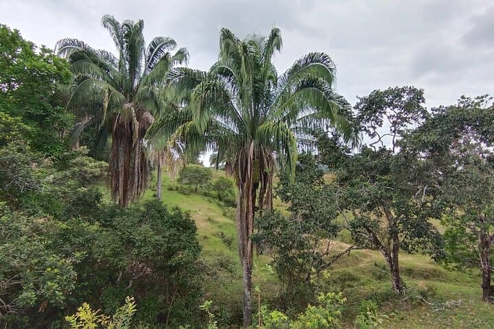 Chicala (Payandé) Waterfalls Day Trip from Ibagué — Swim, Trails & Nature photo 6