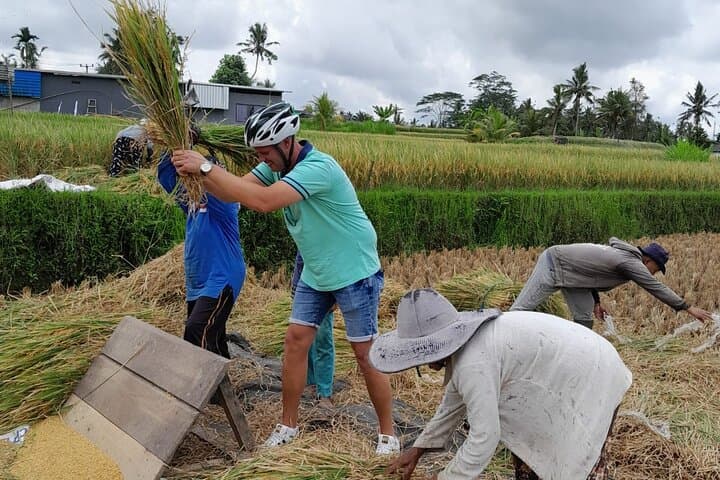 Kintamani to Ubud Rural Eco Bike Tour — Rice Fields, Coffee & Waterfalls photo 4