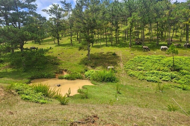 ATV Tour in the Dalat Mountains: Cloud Forests, Coffee Farms & Golden Valleys photo 2