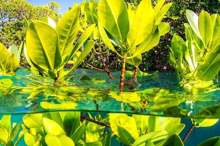 Full-Day Zanzibar Highlights: Jozani Forest, Stone Town & Prison Island Tour
