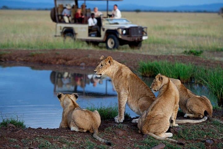 Full-Day Hluhluwe-Imfolozi Safari from Durban — Big Five 4x4 Game Drive photo 4