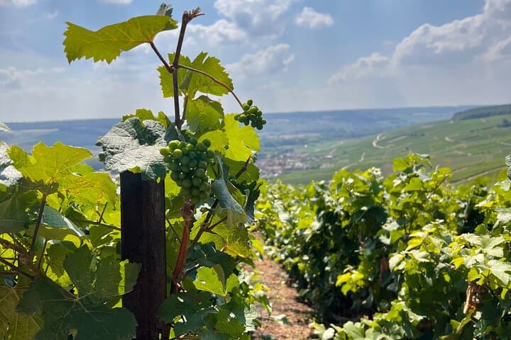 Champagne Day Trip by Van: Hautvillers, Épernay & Independent Cellars photo 2