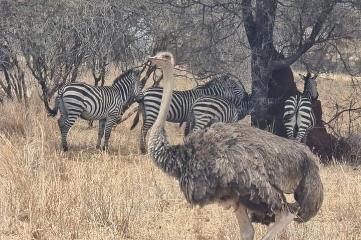 3-Day Group Safari: Serengeti & Ngorongoro Camping Adventure photo 2
