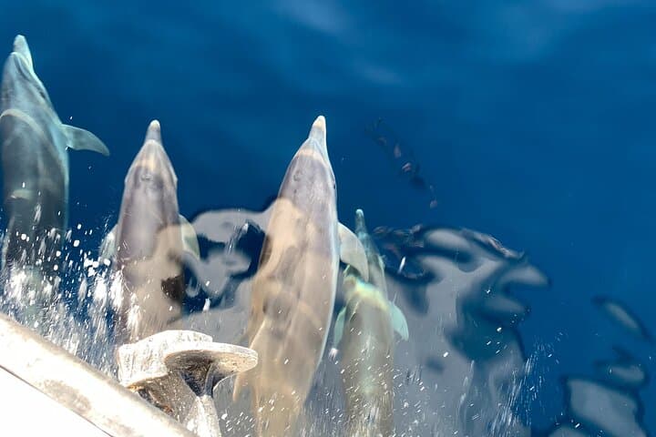 Mount Athos Sightseeing Luxury Glass-Bottom Cruise from Ouranoupoli photo 3