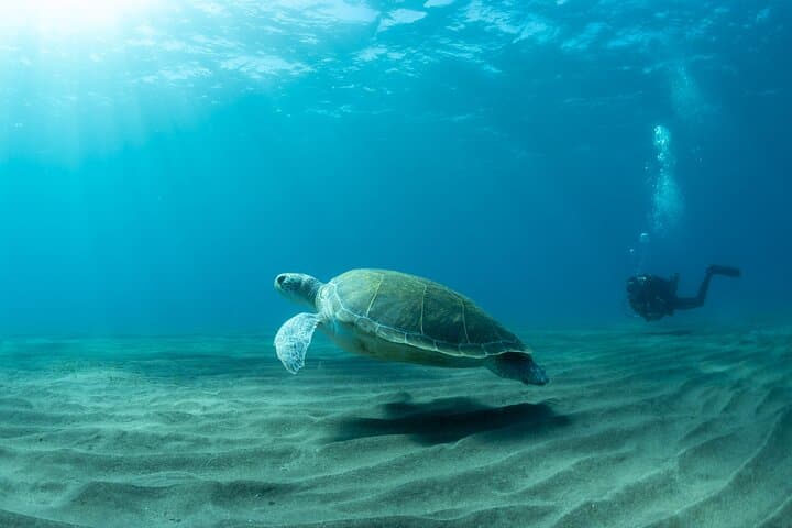 Beginner Scuba Diving in Abades, Tenerife — Guided Introductory Dive photo 2