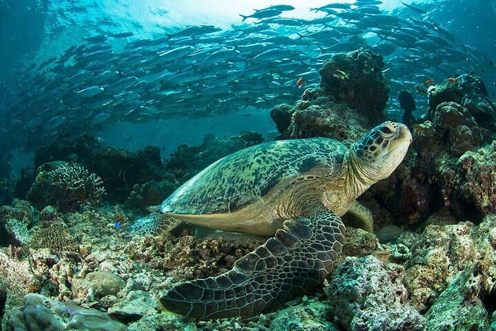 Snorkeling Isla del Caño: Day Trip from Uvita to Swim with Turtles & Parrotfish