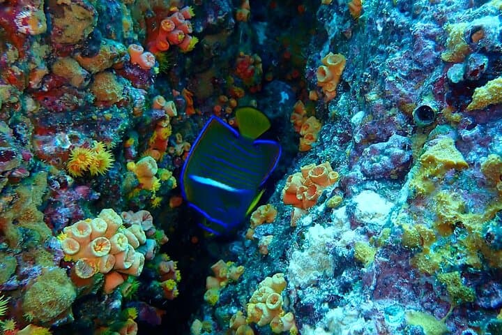 Snorkeling Isla del Caño: Day Trip from Uvita to Swim with Turtles & Parrotfish photo 2