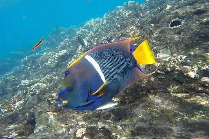 Snorkeling Isla del Caño: Day Trip from Uvita to Swim with Turtles & Parrotfish photo 3
