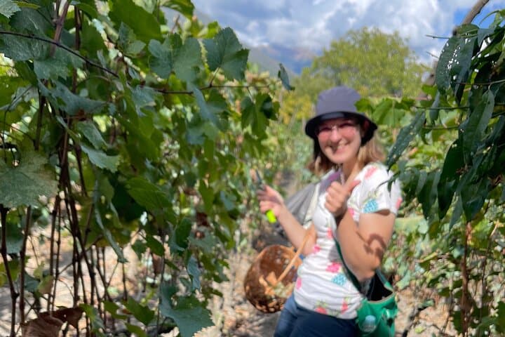 Kakheti Day Wine Tour from Tbilisi — Sighnaghi, Traditional Wineries & Biodynamic Vineyards