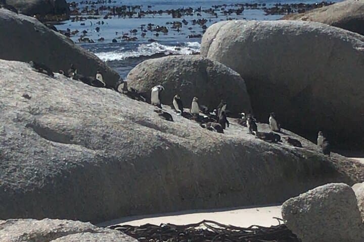 Cape Peninsula Scenic Drive and Wildlife Tour from Cape Town photo 2