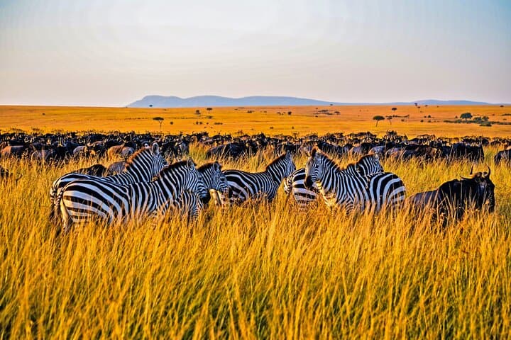 Exploring Kenya’s Masai Mara: A Thrilling 3-Day Jeep Safari photo 2
