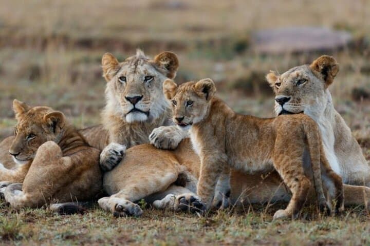 Exploring Kenya’s Masai Mara: A Thrilling 3-Day Jeep Safari photo 3