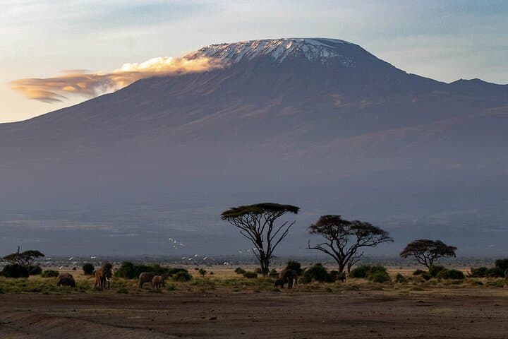 3-Day Amboseli Safari from Nairobi — Kilimanjaro-Backed Wildlife Expedition photo 3