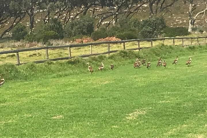 Cape Peninsula Scenic Drive and Wildlife Tour from Cape Town photo 5