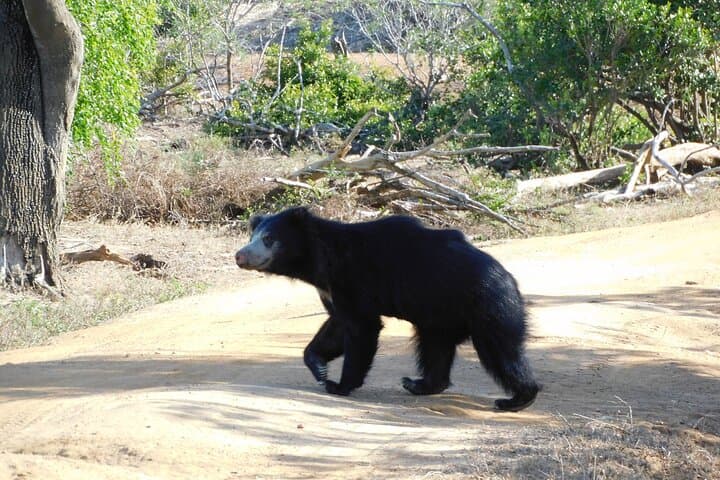 Yala National Park Safari: Half- and Full-Day Leopard & Elephant Tours photo 4