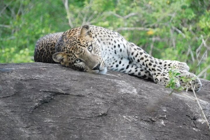 Yala National Park Safari: Half- and Full-Day Leopard & Elephant Tours photo 6