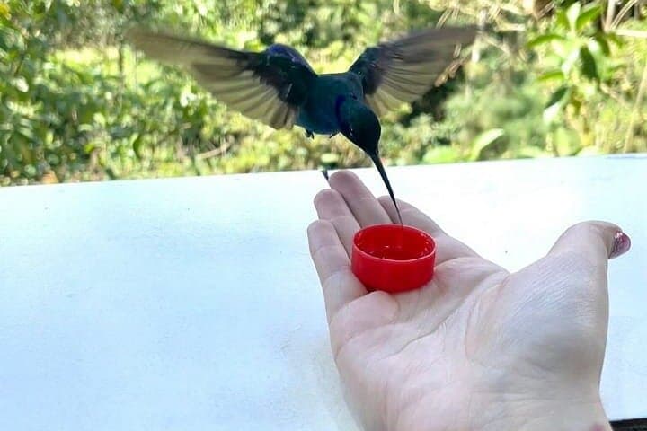 Mindo Cloud Forest Day Trip from Quito: Birdwatching, Waterfall & Zipline