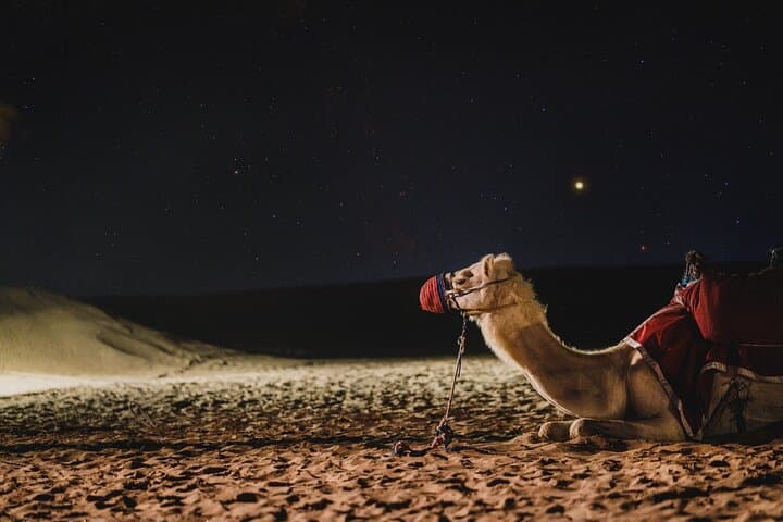 Doha Night Desert Safari: Dune Bashing, Camel Ride & Khor Al Udaid Transit photo 4