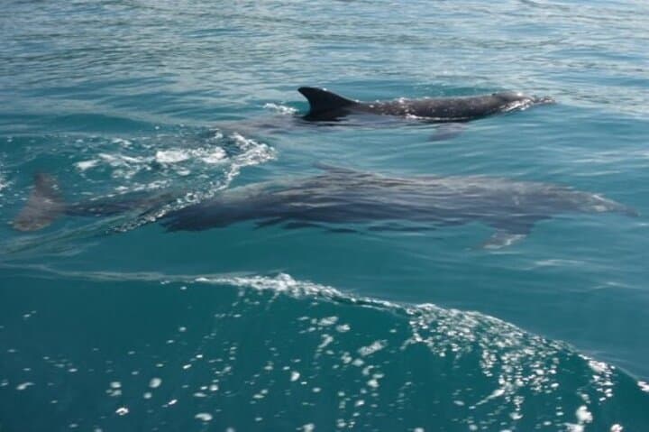 Private Sunset Catamaran Tour in Playa Flamingo, Costa Rica photo 5