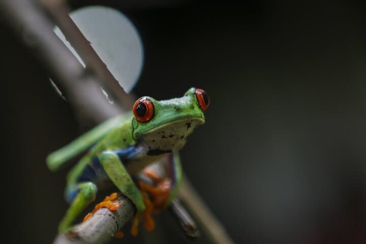 Blue River Waterfall & Sloth Expedition on Maderas Volcano, Ometepe photo 2
