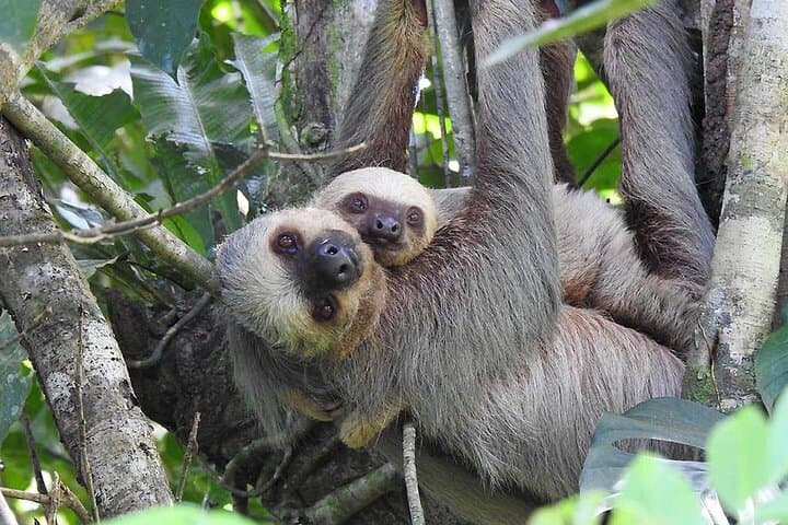 Blue River Waterfall & Sloth Expedition on Maderas Volcano, Ometepe photo 3