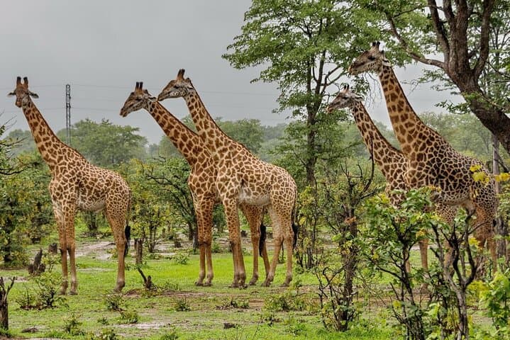Full-Day Hluhluwe‑Imfolozi Game Reserve Safari from Durban — Big Five 4x4 Adventure photo 4
